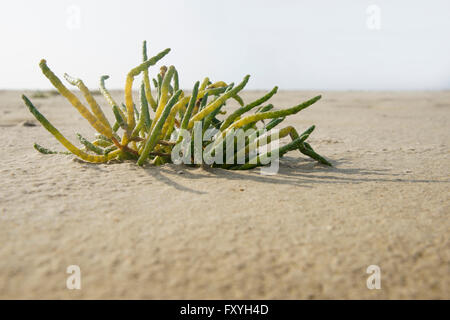 La salicorne (Salicornia europaea commun) sur la plage de sable, Frise du Nord, Schleswig-Holstein, Allemagne Banque D'Images