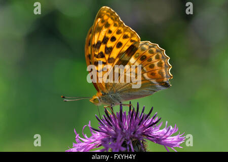 Silver-lavé fritillary (Argynnis paphia) sur centaurée jacée (Centaurea jacea), Nordrhein-Westfalen, Allemagne Banque D'Images