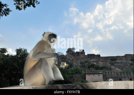 Gray Langur Hanuman ou animaux singe (Semnopithecus) en face de la fort de Ranthambore, parc national de Ranthambore, Rajasthan, Inde Banque D'Images