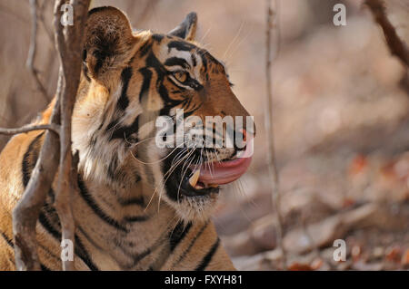 Indien ou tigre du Bengale (Panthera tigris tigris) lécher son nez, le parc national de Ranthambore, Rajasthan, Inde Banque D'Images