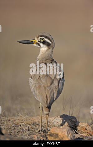 Grand Bistrié (Esacus recurvirostris), le parc national de Ranthambore, Rajasthan, Inde Banque D'Images