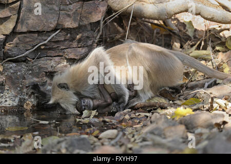 Langur Hanuman ou gris (Semnopithecus animaux singe), de jeunes femmes, à partir d'un point d'eau potable du parc national de Ranthambore Banque D'Images