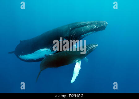 Baleine à bosse (Megaptera novaeangliae), femme, la vache, avec les jeunes, veaux, nage dans la mer ouverte, Silver Bank, d'argent et de Navidad Banque D'Images