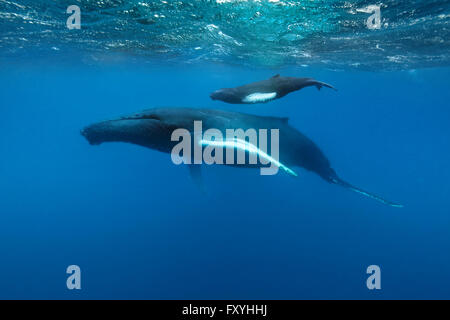 Baleine à bosse (Megaptera novaeangliae), femme, la vache, avec les jeunes, veaux, nage dans l'océan, l'océan Atlantique, de l'argent Banque Banque D'Images