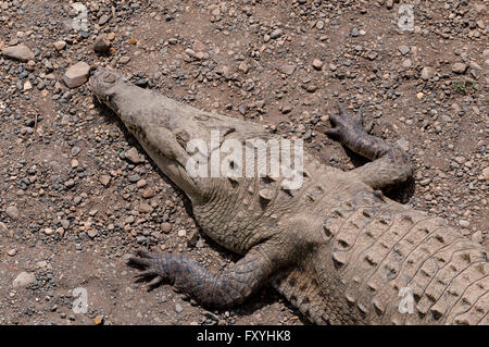 American des crocodiles (Crocodylus acutus), Rio Herradura, Parc National Carara, Costa Rica Banque D'Images