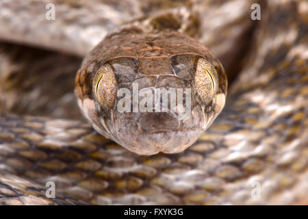 Aux yeux de chat malgache (serpent Madagascarophis meridionalis) Banque D'Images