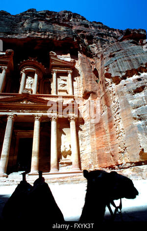 Chameau dans le Trésor, El Khazneh, Petra, Jordanie Banque D'Images