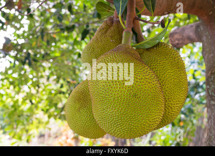 Libre d'une grappe de fruits à pain accrochée à un arbre sur l'île de Maui, Hawaii. Banque D'Images