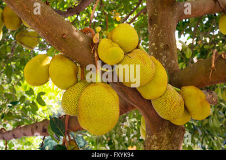 L'arbre à pain, Artocarpus altilis, croissante à Maui, Hawaii. Banque D'Images