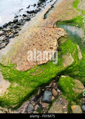 Rock Détails sur la plage de la côte de Northumberland, Angleterre Boulmer Banque D'Images