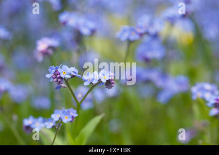 Myosotis sylvatica . Ne m'oubliez pas dans un jardin anglais. Banque D'Images