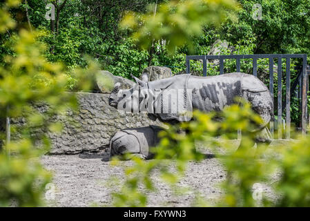 Le rhinocéros indien (Rhinoceros unicornis) à Varsovie, Pologne Le jardin zoologique Banque D'Images