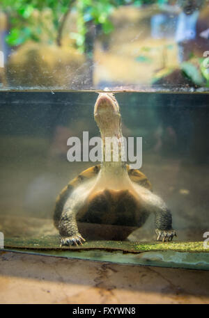 Tortue à oreilles rouges dans le jardin zoologique de Varsovie, Pologne Banque D'Images