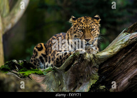 Amur Leopard (Panthera pardus orientalis) situé le long d'un log Banque D'Images