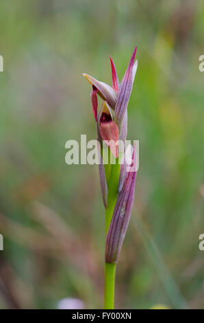 La langue maternelle de l'ouest, Serapias parviflora, Wild Orchid en Andalousie, espagne. Banque D'Images