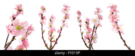 Les fleurs du printemps. Amandier en fleurs avec des feuilles vertes isolé sur fond blanc Banque D'Images