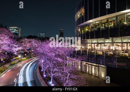 Les fleurs de cerisier qui fleurit sur la route de nuit à Roppongi, Tokyo, Japon Banque D'Images