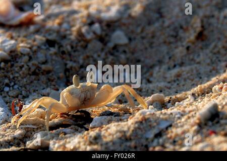 Le crabe fantôme dans le sable Banque D'Images