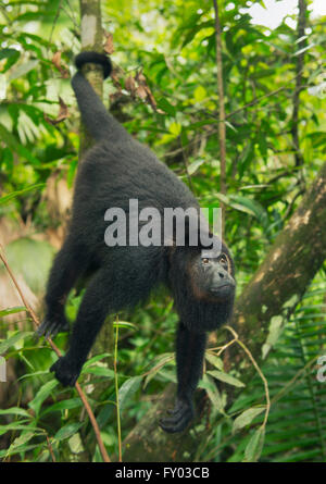 Noir Singe hurleur du Guatemala (Alouatta pigra) en voie de disparition, sauvage, les babouins, Belize, Amérique Centrale Banque D'Images