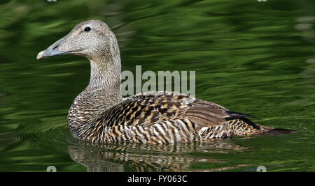 Femelle d'Eider commun nageant sous les arbres d'Alder Banque D'Images