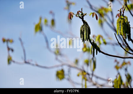 Noyer avec fleurs de printemps avec ciel bleu sur l'arrière-plan Banque D'Images
