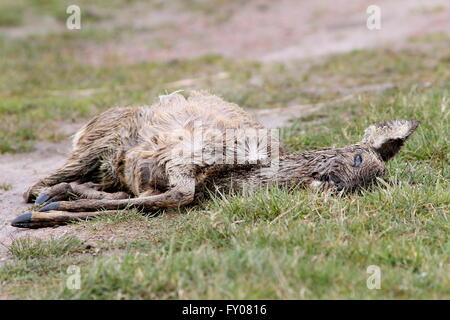 Dead & la décomposition des chevreuils (Capreolus capreolus) allongé dans l'herbe Banque D'Images
