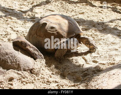 Tortue sillonnée Tortue sulcata ou (Geochelone sulcata), la plus grande tortue de terre dans le monde. Banque D'Images