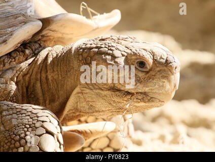 Tortue sillonnée Tortue sulcata ou (Geochelone sulcata), gros plan de la tête. Banque D'Images