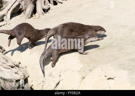 Groupe de trois petites asiatiques ou orientaux (loutres Aonyx cinereus) tournant sur la rive Banque D'Images