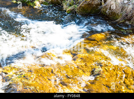 Ruisseau de la forêt de Bavière Banque D'Images