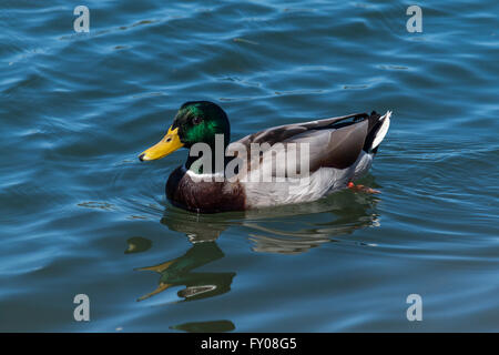 Canard Mallard drake la natation dans la région de Newport Beach, Californie back bay Banque D'Images