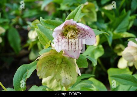 Fleur pourpre de l'helleborus hybridus (Noël ou Lenten rose) Banque D'Images