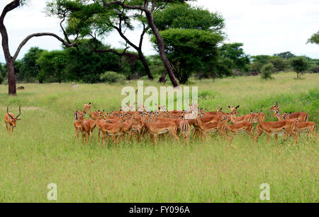 Un grand troupeau d'antilopes Impala dans le parc national de Tarangire en Tanzanie. Banque D'Images