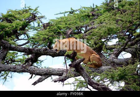 Lionnes sur un arbre dans le Parc National du Serengeti, Tanzanie. Banque D'Images