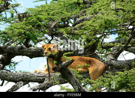 Lionnes sur un arbre dans le Parc National du Serengeti, Tanzanie. Banque D'Images