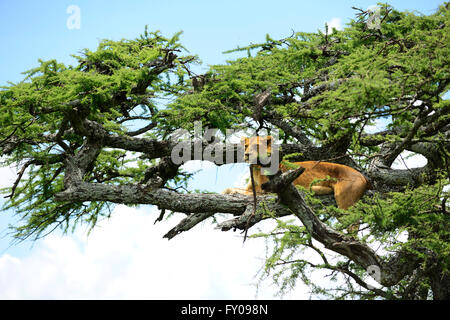 Lionnes sur un arbre dans le Parc National du Serengeti, Tanzanie. Banque D'Images