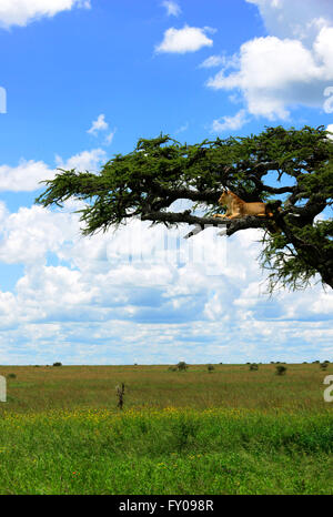 Lionnes sur un arbre dans le Parc National du Serengeti, Tanzanie. Banque D'Images