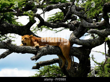 Lionnes sur un arbre dans le Parc National du Serengeti, Tanzanie. Banque D'Images