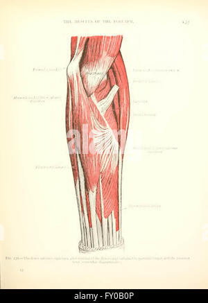 Texte et Atlas-livre de l'anatomie humaine par Sobotta, Johannes, 1869-1945 ; McMurrich, J. Playfair (James Playfair), 1859-1939 Banque D'Images