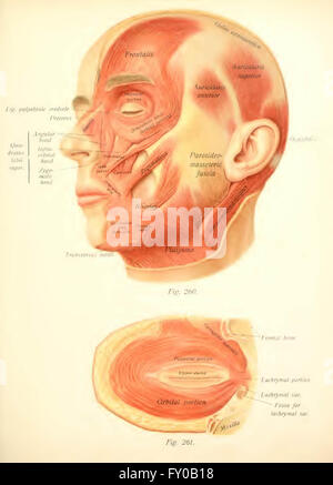 Texte et Atlas-livre de l'anatomie humaine par Sobotta, Johannes, 1869-1945 ; McMurrich, J. Playfair (James Playfair), 1859-1939 Banque D'Images