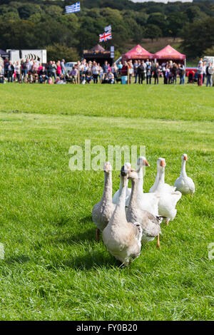 Les visiteurs du jeu Lancashire and Country Festival 2015 regarder un troupeau d'oies dans une démonstration de chien de travail. Banque D'Images