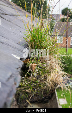 Grand amas de croissance de l'herbe dans la gouttière de pluie d'une maison au Royaume-Uni, le blocage de la voie d'eau, susceptible d'entraîner des problèmes d'humidité Banque D'Images