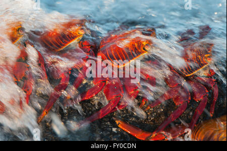 Sally Lightfoot crabes (Grapsus grapsus) accroché à rock en surf, l'île de Santiago, îles Galapagos, Equateur Banque D'Images