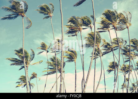 Style rétro Vintage Photo de Wind-Blown Washed-Out Palmiers à Hawaï Banque D'Images