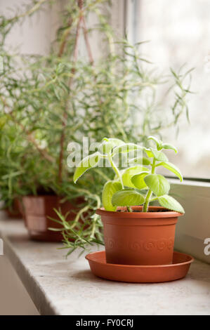 Plectranthus amboinicus et Rosemary shrub en arrière-plan, l'usine avec de nombreux noms comme Mexican menthe, thym, origan cubain Espagnol Banque D'Images