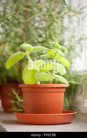 Plectranthus amboinicus plante herbacée avec de nombreux noms comme Mexican menthe, thym, origan cubain espagnol, etc, parfumé aux herbes culinaires Banque D'Images