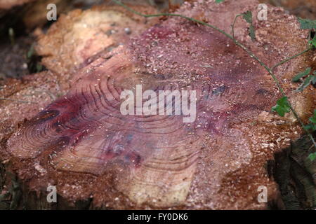 Bois Rouge, Sequoioideae, souche d'arbre, Cologne, Forstbotanischer Garten Banque D'Images