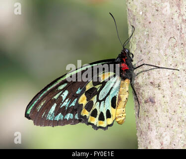 La photo en gros plan d'une politique de la CITES (Troides helena) est un beau et grand papillon appartenant à l'Hirondelle (Papilioni Banque D'Images