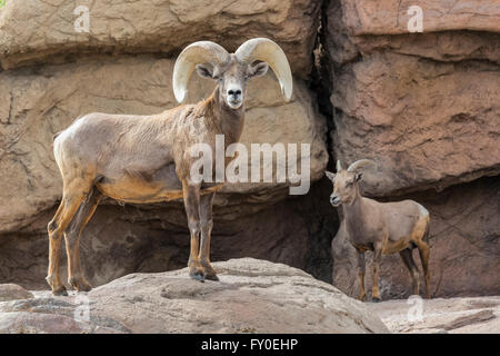 Desert bighorn (Ovis canadensis nelsoni), Arizona Banque D'Images