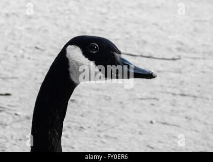 Close-up de tête d'oie du Canada contre le sable. Banque D'Images